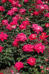Love Rose (Rosa 'Love') at Lurvey Garden Center