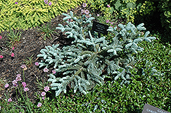 Prostrate Blue Noble Fir (Abies procera 'Glauca Prostrata') at Lurvey Garden Center