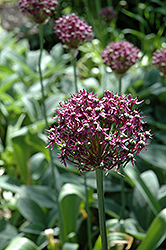 Firmament Allium (Allium 'Firmament') at Lurvey Garden Center