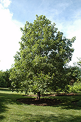 Hedge Maple (Acer campestre) at Lurvey Garden Center