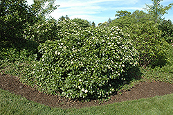 Raspberry Tart Viburnum (Viburnum dentatum 'Rastzam') at Lurvey Garden Center