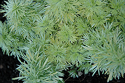 Ever Goldy Artemisia (Artemisia schmidtiana 'Ever Goldy') at Lurvey Garden Center