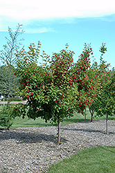 Ruby Slippers Amur Maple (Acer ginnala 'Ruby Slippers') at Lurvey Garden Center