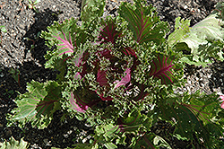 Glamour Red Kale (Brassica oleracea var. acephala 'Glamour Red') at Lurvey Garden Center