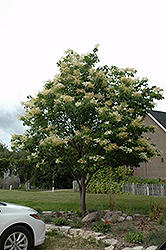 Japanese Tree Lilac (Syringa reticulata) at Lurvey Garden Center