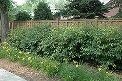Fireglo Amur Maple (Acer ginnala 'Superglobe') at Lurvey Garden Center