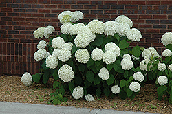 Incrediball Hydrangea (Hydrangea arborescens 'Abetwo') at Lurvey Garden Center
