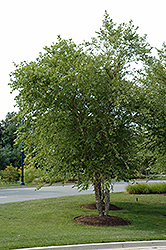 River Birch (clump) (Betula nigra '(clump)') at Lurvey Garden Center