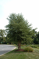 Dura Heat River Birch (clump) (Betula nigra 'Dura Heat (clump)') at Lurvey Garden Center