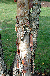Heritage River Birch (clump) (Betula nigra 'Heritage (clump)') at Lurvey Garden Center