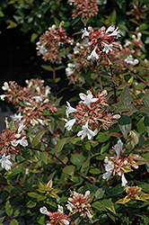 Little Richard Glossy Abelia (Abelia x grandiflora 'Little Richard') at Lurvey Garden Center