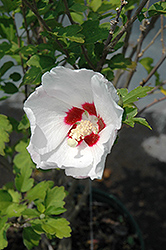 Red Heart Rose Of Sharon (Hibiscus syriacus 'Red Heart') at Lurvey Garden Center