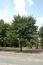 Somerset Red Maple (Acer rubrum 'Somerset') at Lurvey Garden Center