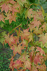 Mon Zukushi Japanese Maple (Acer palmatum 'Mon Zukushi') at Lurvey Garden Center