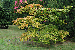 Mon Zukushi Japanese Maple (Acer palmatum 'Mon Zukushi') at Lurvey Garden Center