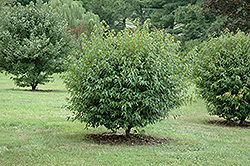 Compact Amur Maple (Acer ginnala 'Compactum') at Lurvey Garden Center