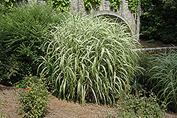 Cabaret Maiden Grass (Miscanthus sinensis 'Cabaret') at Lurvey Garden Center