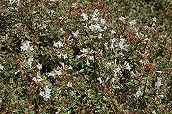 Silver Anniversary Glossy Abelia (Abelia x grandiflora 'Panache') at Lurvey Garden Center