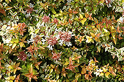 Kaleidoscope Abelia (Abelia x grandiflora 'Kaleidoscope') at Lurvey Garden Center