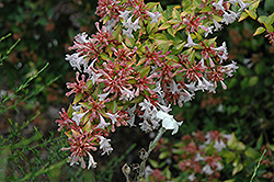 Francis Mason Abelia (Abelia x grandiflora 'Francis Mason') at Lurvey Garden Center