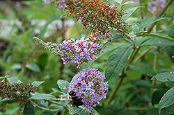Lochinch Butterfly Bush (Buddleia 'Lochinch') at Lurvey Garden Center