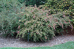 Edward Goucher Abelia (Abelia x grandiflora 'Edward Goucher') at Lurvey Garden Center