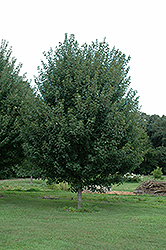 Jamestown Red Maple (Acer rubrum 'Jamestown') at Lurvey Garden Center