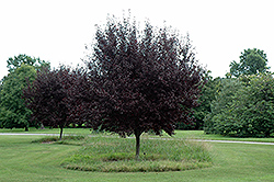 Krauter Vesuvius Plum (Prunus cerasifera 'Krauter Vesuvius') at Lurvey Garden Center