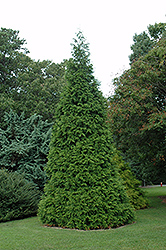 Green Giant Arborvitae (Thuja 'Green Giant') at Lurvey Garden Center