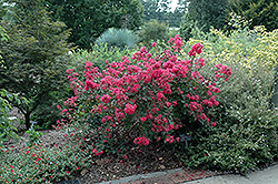 Red Filli Crapemyrtle (Lagerstroemia indica 'Red Filli') at Lurvey Garden Center