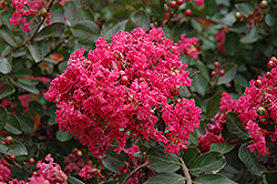 Red Filli Crapemyrtle (Lagerstroemia indica 'Red Filli') at Lurvey Garden Center