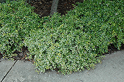 Hopley's Abelia (Abelia x grandiflora 'Hopley's') at Lurvey Garden Center