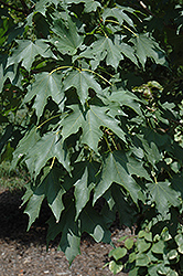 Highland Park Bigtooth Maple (Acer grandidentatum 'Hipazam') at Lurvey Garden Center