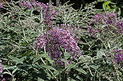 Summer Frost Butterfly Bush (Buddleia 'Summer Frost') at Lurvey Garden Center