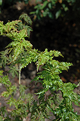 Krazy Krinkle Japanese Maple (Acer palmatum 'Krazy Krinkle') at Lurvey Garden Center