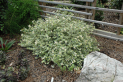 Radiance Abelia (Abelia x grandiflora 'Radiance') at Lurvey Garden Center