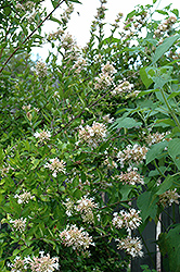 Chinese Abelia (Abelia chinensis) at Lurvey Garden Center