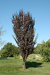 Crimson Pointe Plum (Prunus cerasifera 'Crimson Pointe') at Lurvey Garden Center