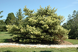 Dragon's Eye Japanese Red Pine (Pinus densiflora 'Oculus Draconis') at Lurvey Garden Center
