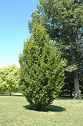 Frans Fontaine Hornbeam (Carpinus betulus 'Frans Fontaine') at Lurvey Garden Center