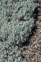 Yo Yo Snow-In-Summer (Cerastium tomentosum 'Yo Yo') at Lurvey Garden Center