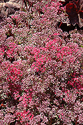 Rosy Glow Stonecrop (Sedum 'Rosy Glow') at Lurvey Garden Center