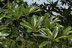 Shingle Oak (Quercus imbricaria) at Lurvey Garden Center
