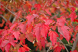 Red November Amur Maple (Acer ginnala 'JFS-UGA') at Lurvey Garden Center