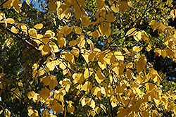 Paper Birch (Betula papyrifera) at Lurvey Garden Center