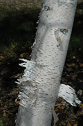 Paper Birch (Betula papyrifera) at Lurvey Garden Center