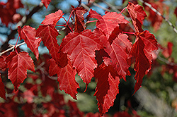 Amur Maple (Acer ginnala) at Lurvey Garden Center