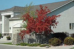 Royal Crown Amur Maple (Acer ginnala 'Jefum') at Lurvey Garden Center
