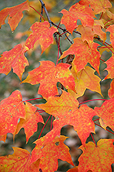 Sugar Maple (Acer saccharum) at Lurvey Garden Center