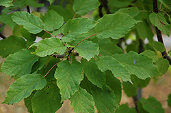 Pattern Perfect Tatarian Maple (Acer tataricum 'Patdell') at Lurvey Garden Center